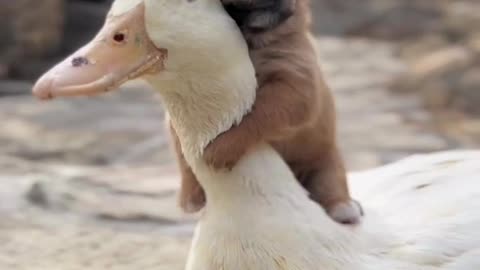 Dogs and geese get along very well, so cute brothers