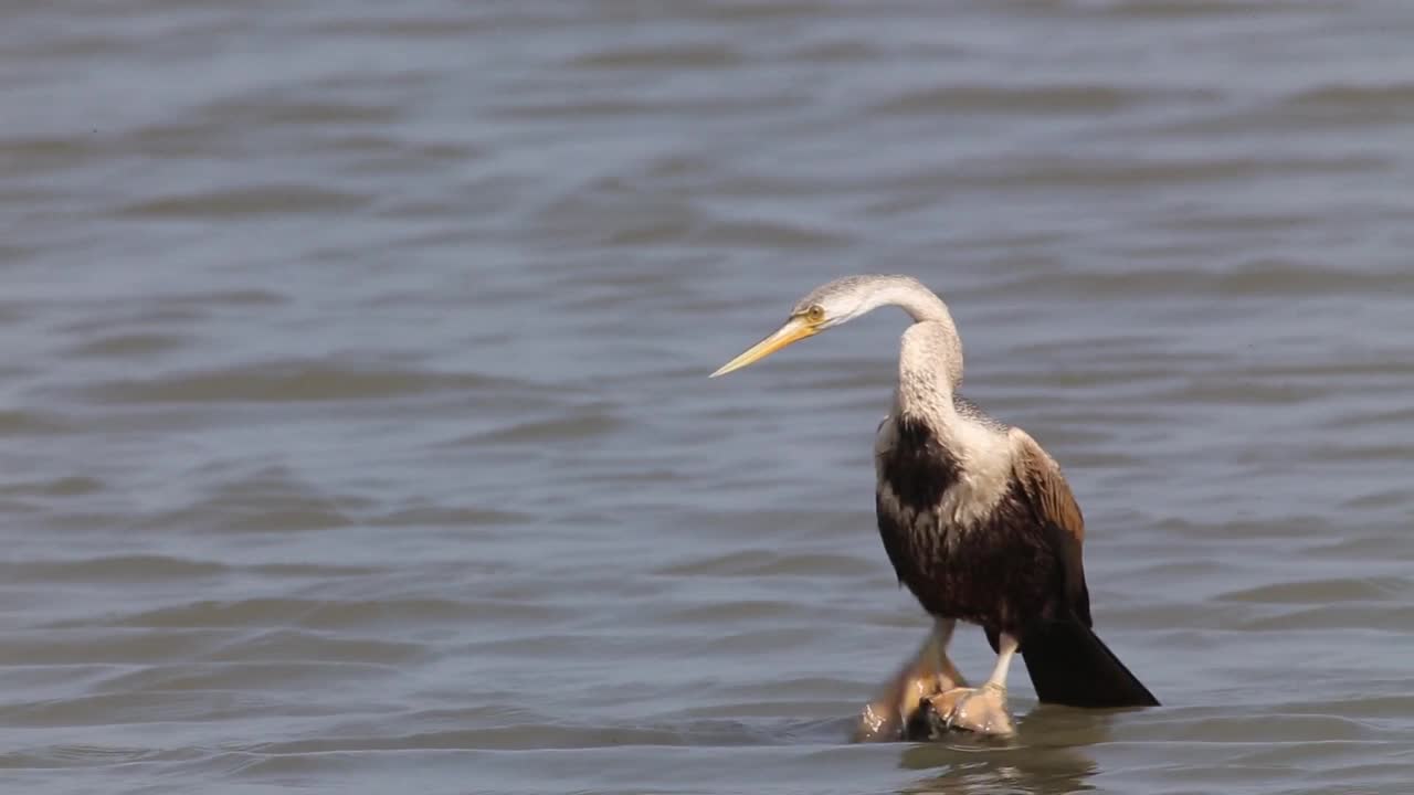 Relax & Enjoy God's Splendid Creation Of Marvelous & Outstanding Birds