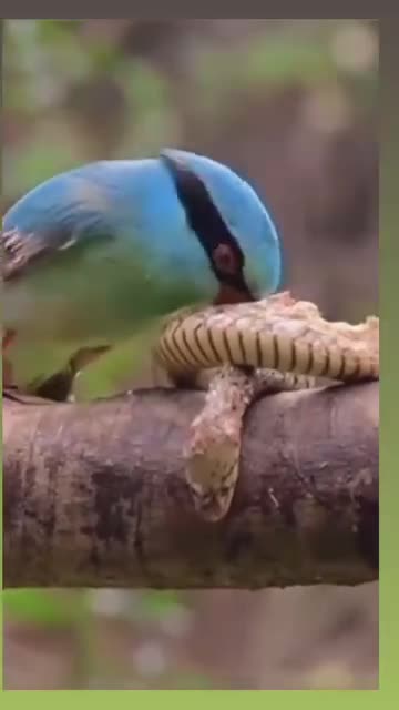 He Tore the Snake to Pieces|مار را توته توته کرد