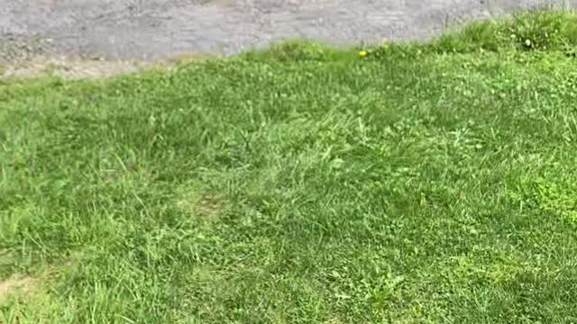 Trapped Pigeon Rescued from Bird Feeder