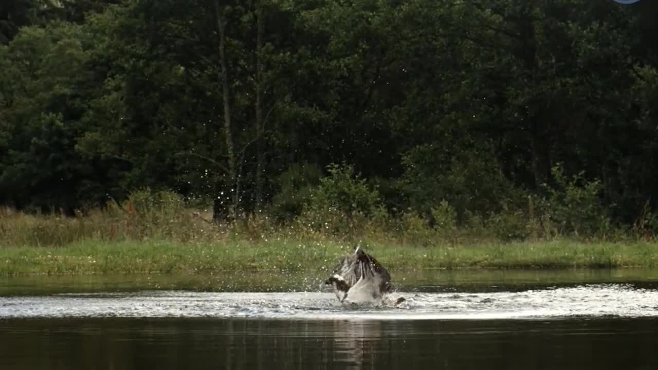 Bird & Animal Fish Catching