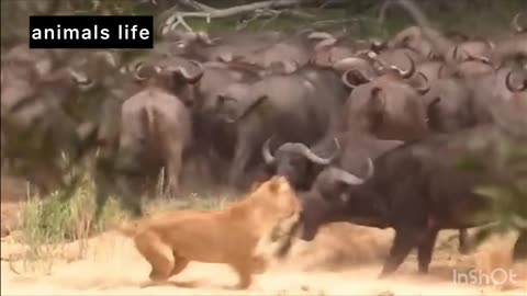 Shocking Moments When Painful Lions Are Attacked And Tortured By Africa's Deadliest...
