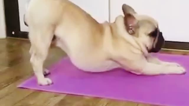 Funny French Bull Dog Doing Yoga🤣😊!!!