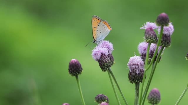 Beautiful white and orang butterfly with rose - the world of butterflies - the world of animals