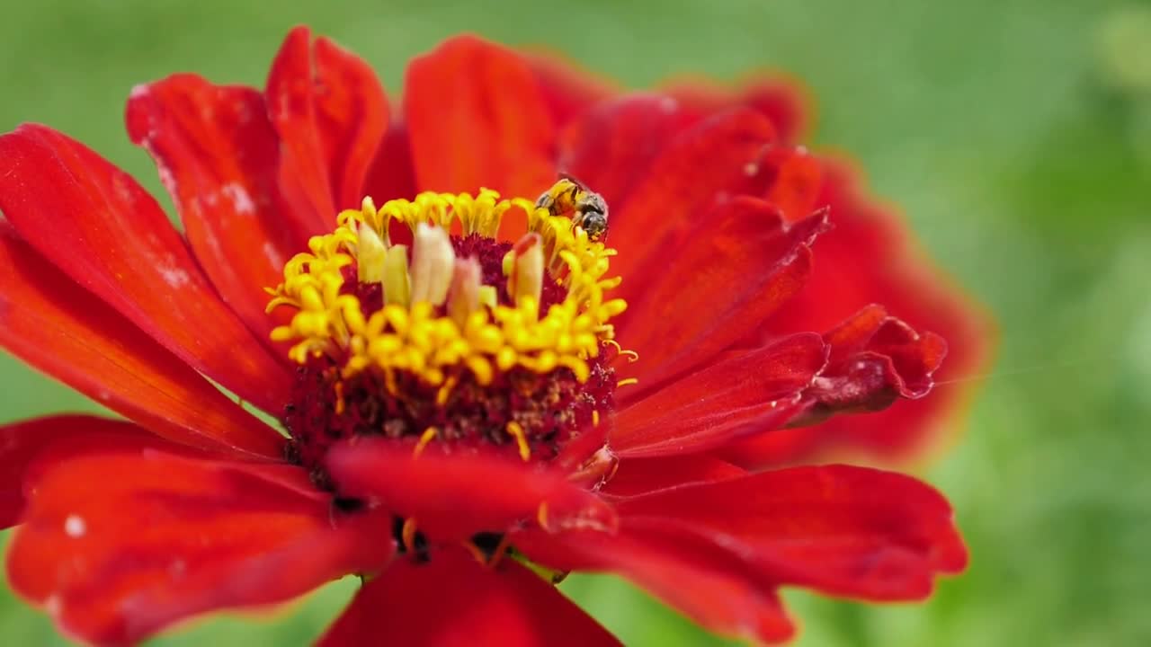 Slow motion footage of a bee collecting polen from a red flower