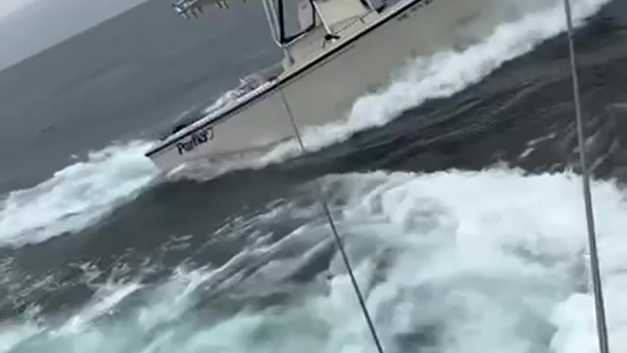 Video shows the moment a whale breaches onto a boat in Portsmouth Harbor in New Hampshire