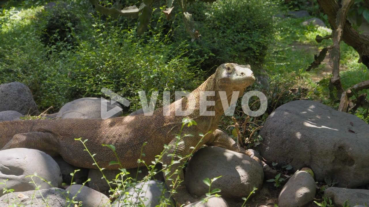 Curiosidades sobre los dragones de komodo