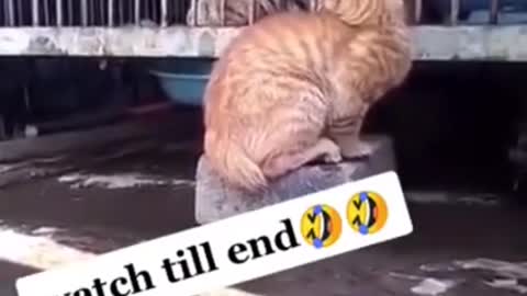 🤣🤣🤣 from tiktok @animalloverofpakistan2 #shorts