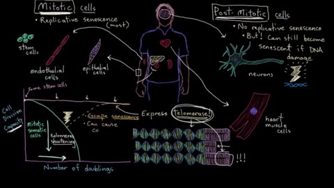 Telomeres and cell senescence Cells MCAT Khan Academy