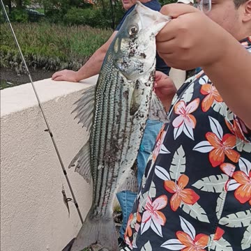 Striped bass