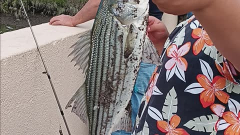 Striped bass