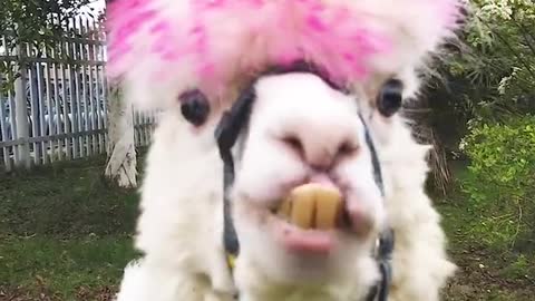 alpaca