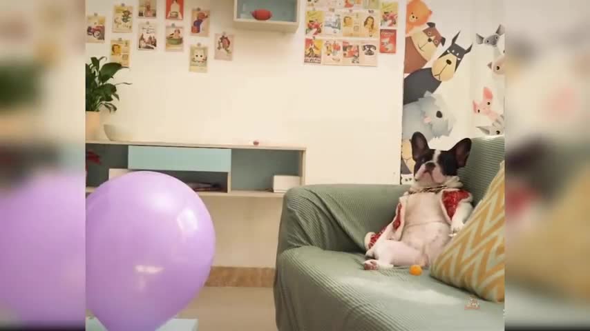 Baby Dogs - Cute and Funny Dog Videos Compilation