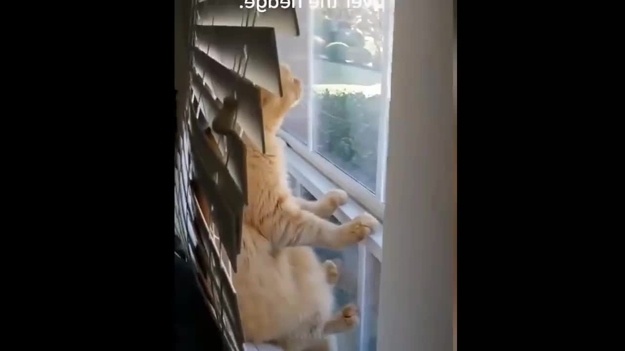 Weird But Cute Cat, The Best Moments 6 Seconds