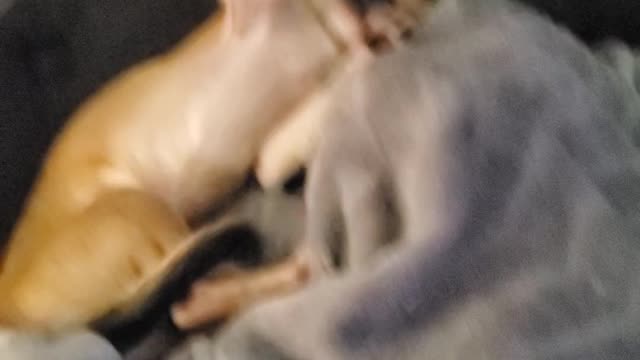 RJ macready the chihuahua..