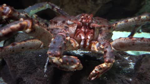 big crab in the Oceanarium pool