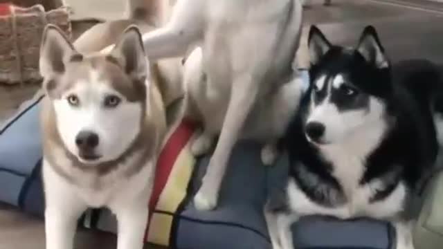 Dogs & Puppies — Ares was caught in the kitchen where he is not allowed.