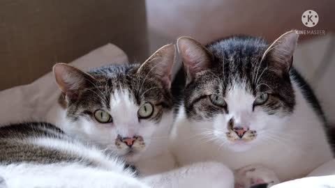 Two cats like twins,very beautiful cute cats