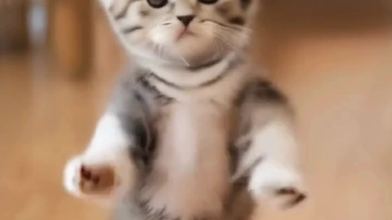 Watch: AI-Generated Cat Dancing—Could Future Videos Come From Our Thoughts? 🐱💃✨