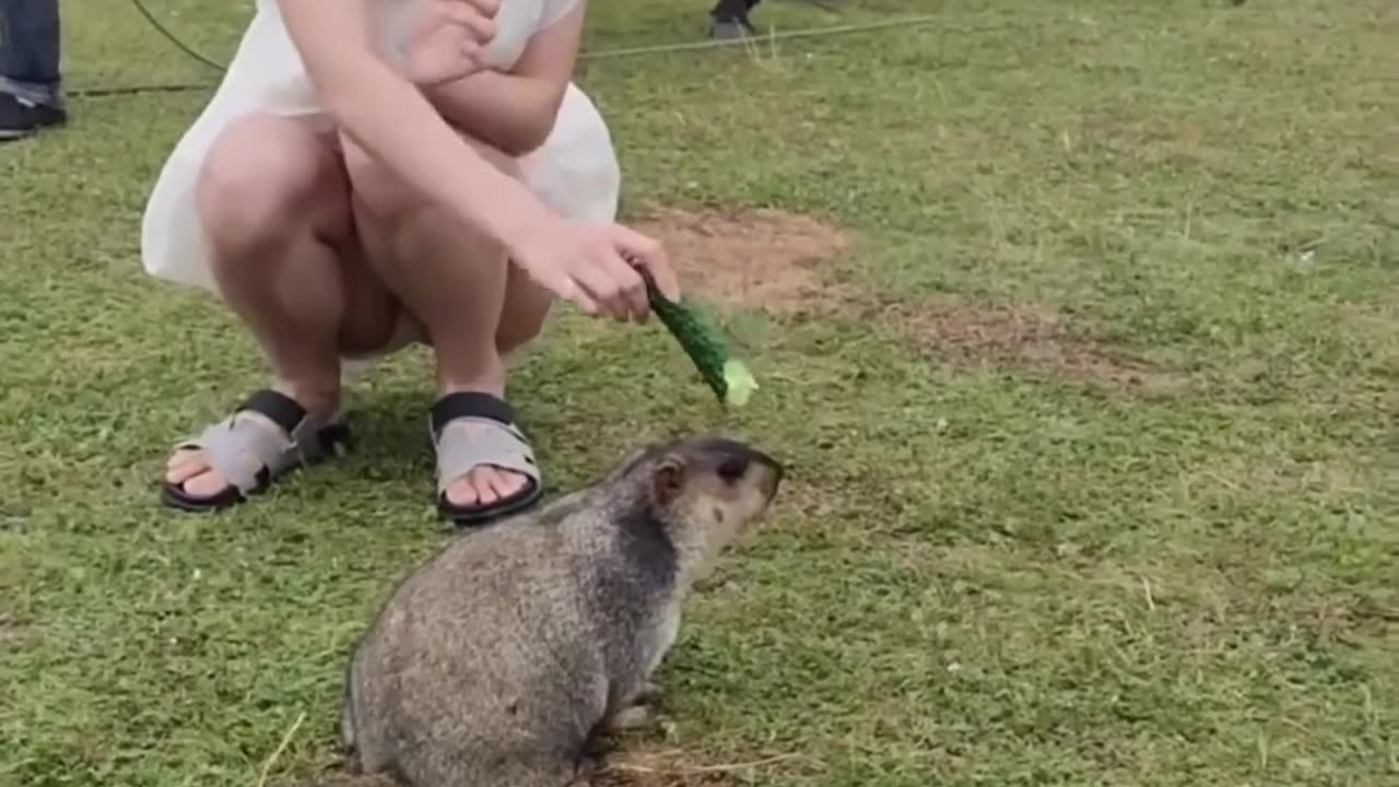 Wildlife animals
