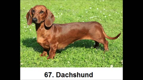 Best dog breeds all over the world