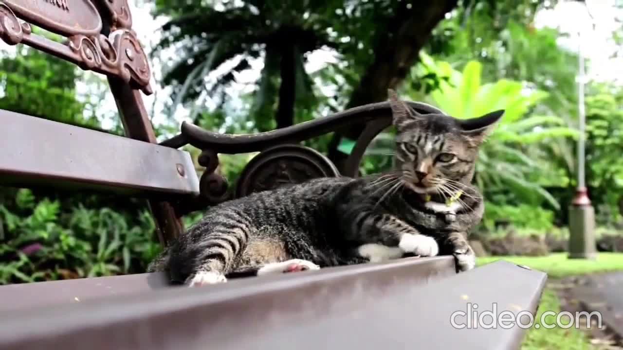 Cute Cat Brawls Against String