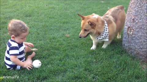 Corgi are the best - Cutest compilation