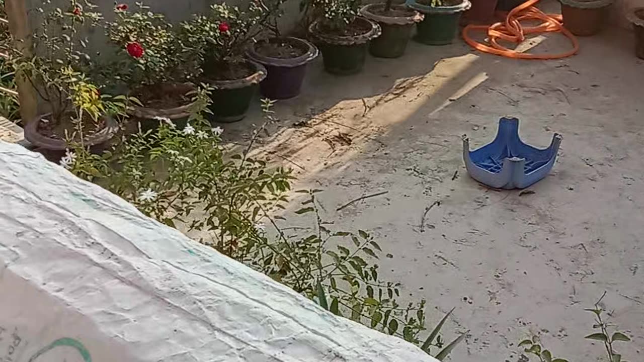 MY Dream Chad Nature Picture