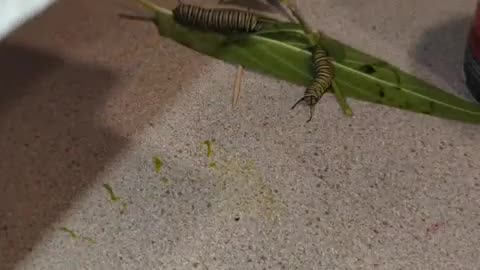 Monarch Butterfly Caterpillar's, eggs and Chrysalis's 2023