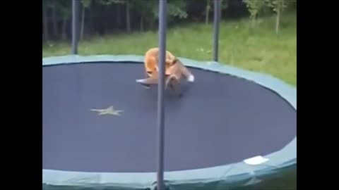 CLEVER WILD FOX COUPLE PLAYING ON TRAMPOLINE !! FUNNY FOX !! BEAUTIFUL NATURE !!!!