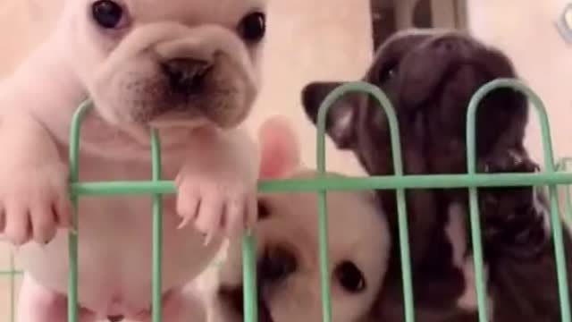 Cute French Bulldog Puppies Just Want to Escape