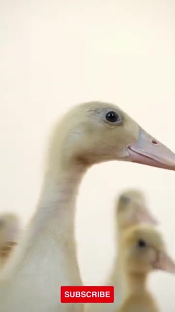 Funny Animals Videos