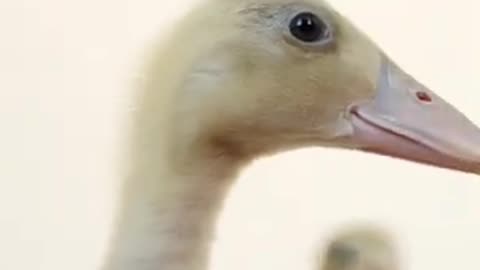 Funny Animals Videos