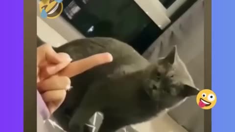 Does anybody ever think that what a cat can do if showing middle finger🖕❌🫣