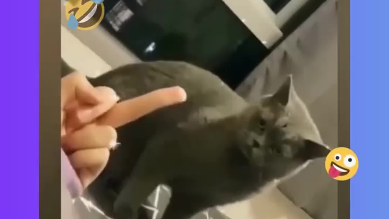 Does anybody ever think that what a cat can do if showing middle finger🖕❌🫣