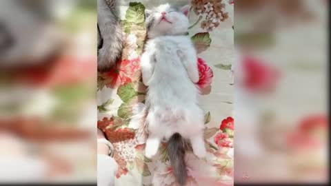 Best of Cute cats and Funny Cat Videos 21