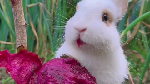 The little bunny eats dragon fruit and gets bright red lips.