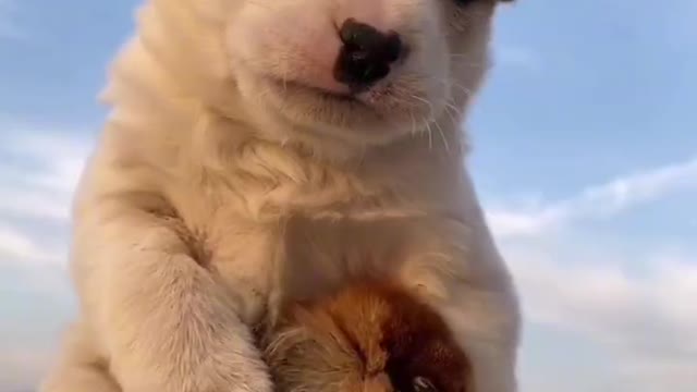 The chick is shivering and shivering, and the cute dog protects the chick like a mother