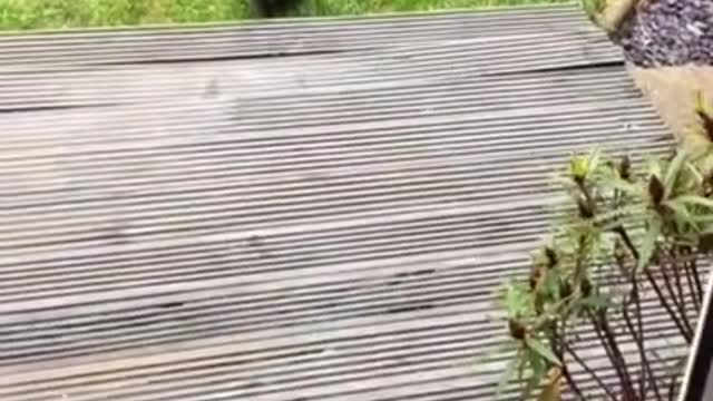 Lovely animals shorts