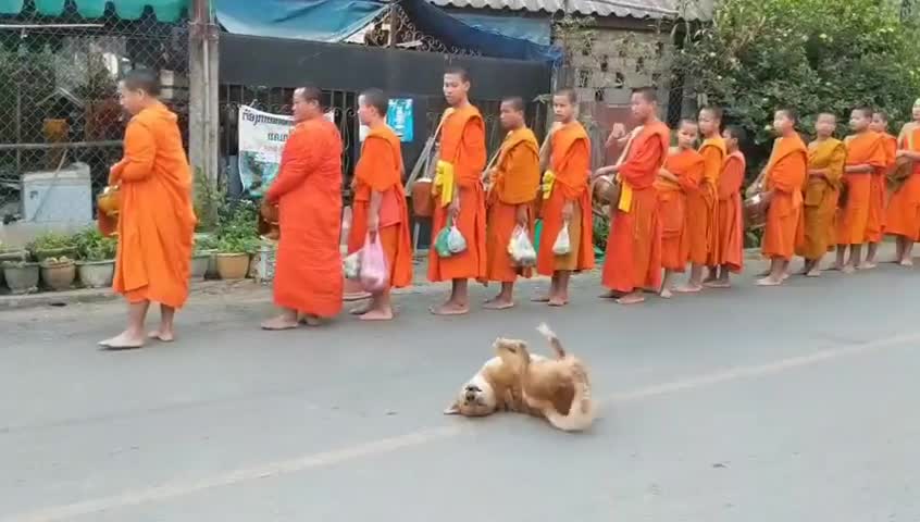 FUNNY DOG DANCE WHILE MONKES PRAYING IN THE STREET