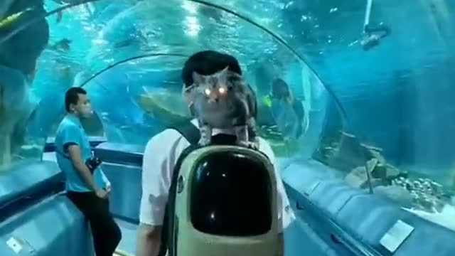 I got lost in a mysterious maze. including a lot of fish.