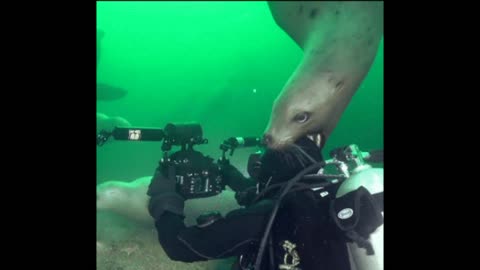 Gif video of seal bites diver's head