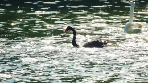 Black and white swans.
