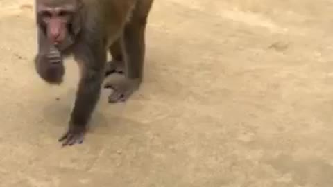 Monkey Came in my house for eating food
