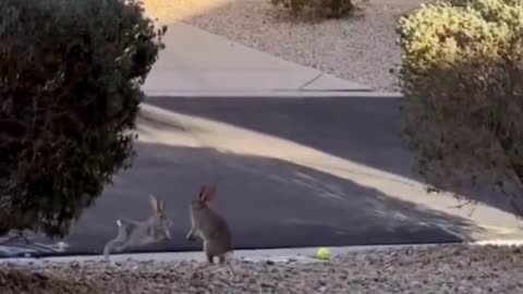 Rabbits Play Leapfrog—Watch Their Hilarious Friendship in Action! 🐰💨