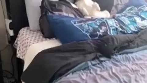 Cute Husky Laying In Bed