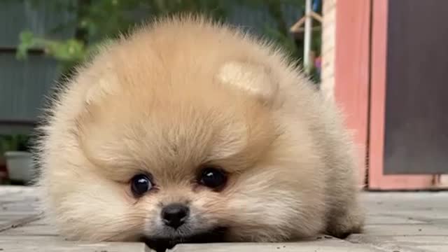 Cute dog🥰🥰