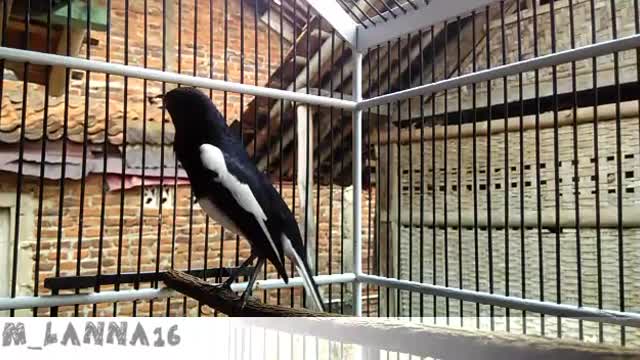 The sound of a canary is very beautiful