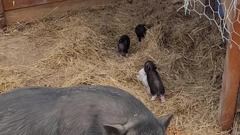 Our New Piglets