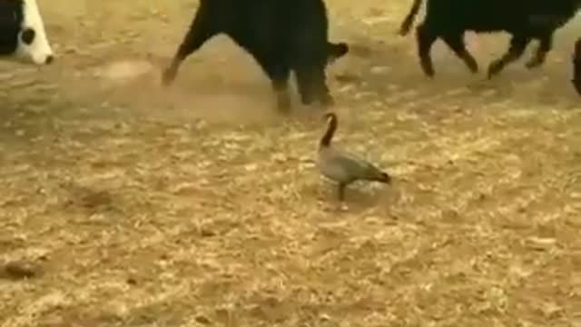 Cows Vs Duck fight